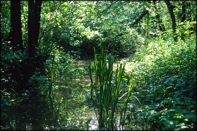 Il bosco