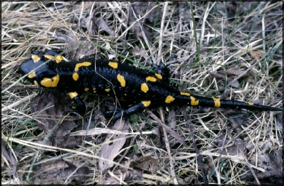 Salamandra