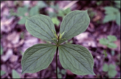 Paris quadrifolia