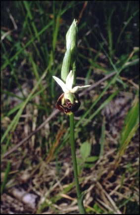 Ophrys holoserica