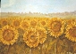 Girasoli (olio su tela, 50x70)